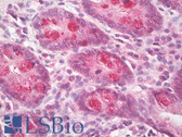Anti-ICK Antibody (aa448-497) IHC-plus LS-B8265