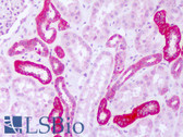 Anti-FARSA Antibody (aa276-325) IHC-plus LS-B8277
