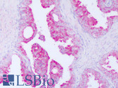 Anti-CRISP3 Antibody (aa69-118) IHC-plus LS-B8285