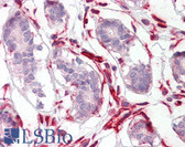 Anti-CXXC4 Antibody (C-Terminus) IHC-plus LS-B8304