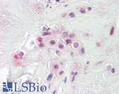 Anti-PON2 Antibody (Internal) IHC-plus LS-B8315