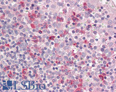 Anti-LAIR1 / CD305 Antibody (Internal) IHC-plus LS-B8316