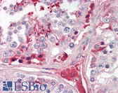 Anti-CRISP2 / TSP1 Antibody (Internal) IHC-plus LS-B8317