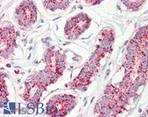 Anti-ACO2 / Aconitase 2 Antibody (Internal) IHC-plus LS-B8320