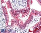 Anti-IL17A Antibody (aa1-75, clone 4K5F6) IHC-plus LS-B8323