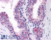Anti-CASP9 / Caspase 9 Antibody (clone LAP6 96-2-22) IHC-plus LS-B241