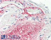 Anti-GDF15 Antibody (clone 6D12.H10.E4) IHC-plus LS-B8327