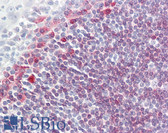 Anti-CD79A Antibody IHC-plus LS-B8330