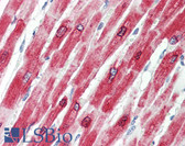 Anti-PLN / Phospholamban Antibody (N-Terminus) IHC-plus LS-B8337