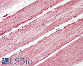 Anti-IDH2 Antibody (Internal) IHC-plus LS-B8349