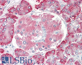 Anti-PDIA2 Antibody (C-Terminus) IHC-plus LS-B8357