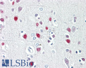 Anti-Histone H4 Antibody (aa13-62) IHC-plus LS-B8373