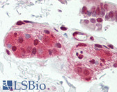 Anti-CDC37 Antibody (aa1-50) IHC-plus LS-B8374