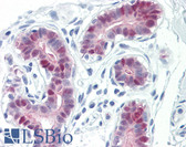 Anti-MEF2A / MEF2 Antibody (aa296-345) IHC-plus LS-B8375