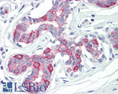 Anti-PKMYT1 Antibody (aa49-98) IHC-plus LS-B8377