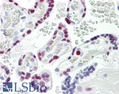 Anti-AP-2 Alpha/Beta Antibody (aa388-437) IHC-plus LS-B8379