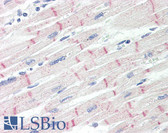 Anti-Alpha Catenin Antibody (aa857-906) IHC-plus LS-B8381