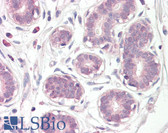 Anti-E2F6 Antibody (aa141-190) IHC-plus LS-B8383