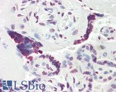 Anti-MCM3AP / GANP Antibody (aa1841-1890) IHC-plus LS-B8384