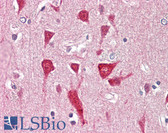 Anti-PRAF2 Antibody (aa129-178) IHC-plus LS-B8388