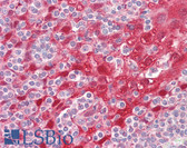 Anti-CSTA / Cystatin A Antibody (aa49-98) IHC-plus LS-B8392