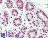 Anti-SENP8 Antibody (aa161-210) IHC-plus LS-B8394