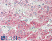 Anti-TRIM24 / TIF1 Antibody (aa1001-1050) IHC-plus LS-B8396