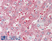 Anti-LYL1 Antibody (aa151-200) IHC-plus LS-B8402