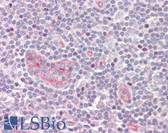 Anti-UBTF / UBF Antibody (aa501-550) IHC-plus LS-B8404