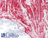 Anti-CRP1 / CSRP1 Antibody (aa51-100) IHC-plus LS-B8405