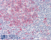 Anti-TAF1 Antibody (aa1131-1180) IHC-plus LS-B8406