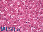 Anti-RAB4A / RAB4 Antibody IHC-plus LS-B8414