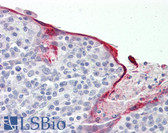 Anti-NAB2 Antibody (aa261-310) IHC-plus LS-B8420