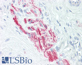 Anti-BRI3BP Antibody (aa1-50) IHC-plus LS-B8427