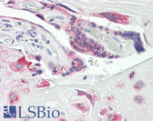 Anti-DUSP9 Antibody (aa151-200) IHC-plus LS-B8431