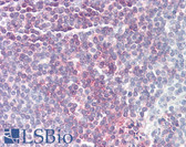 Anti-BAFF Receptor Antibody IHC-plus LS-B8433