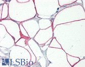 Anti-PLIN1 / Perilipin Antibody IHC-plus LS-B8438