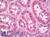 Anti-FGFR4 Antibody (clone 53CT32.19.3) IHC-plus LS-B8439