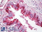 Anti-SLPI Antibody (clone 31) IHC-plus LS-B8440