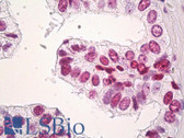Anti-Histone H3.3 Antibody (clone 2D7-H1) IHC-plus LS-B8442
