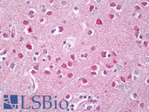 Anti-FGFR3 Antibody (Extracellular Domain, clone EPR2304(3)) IHC-plus LS-B8448