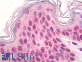 Anti-DNMT3A Antibody (Internal, clone EPR2408) IHC-plus LS-B8449