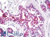 Anti-EMA / MUC1 Antibody (clone 139H2) IHC-plus LS-B8465