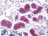 Anti-EMA / MUC1 Antibody (clone 214D4) IHC-plus LS-B8468