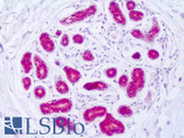 Anti-GSS / Glutathione Synthetase Antibody (Internal, clone EPR6563) IHC-plus LS-B8481