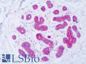 Anti-LGR6 Antibody (Intracellular Domain, clone EPR6874) IHC-plus LS-B8484
