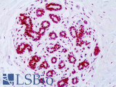 Anti-Histone H3 Antibody (Acetyl-Lys18) IHC-plus LS-B8486