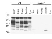 Anti-BAG6 / G3 / Scythe Antibody (C-Terminus) IHC-plus LS-B8487