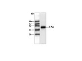 Anti-FAH Antibody IHC-plus LS-B8490