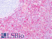 Anti-CD16 Antibody (clone DJ130c) IHC-plus LS-B8501